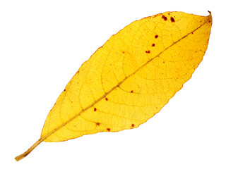 Wall Mural - yellow autumn leaf isolated on a white background. herbarium. one willow leaf.