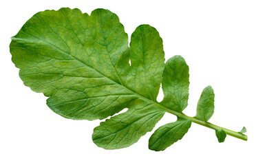 Wall Mural - green radish leaves isolated on a transparent background. the tops of the root crop. one leaf. herba