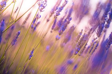 Wall Mural - Beautiful sunrise lavender flowers. Romantic love sunset sunlight, blurred floral meadow field. Closeup purple pink blooming lavender landscape. Bright peaceful foliage, serene herbal nature beauty
