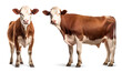 Hereford cattle isolated on transparent background, png