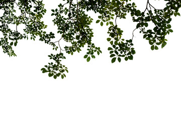 isolated image of a branch with leaves of a large tree on a transparent background png file.