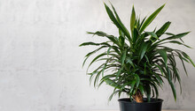 A Large Dracaena Plant In A Dark Pot Stands Opposite The White Textural Wall, Copyspace