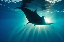 A Silhouette Of A Manta Ray Fish Swimming In The Sea. 