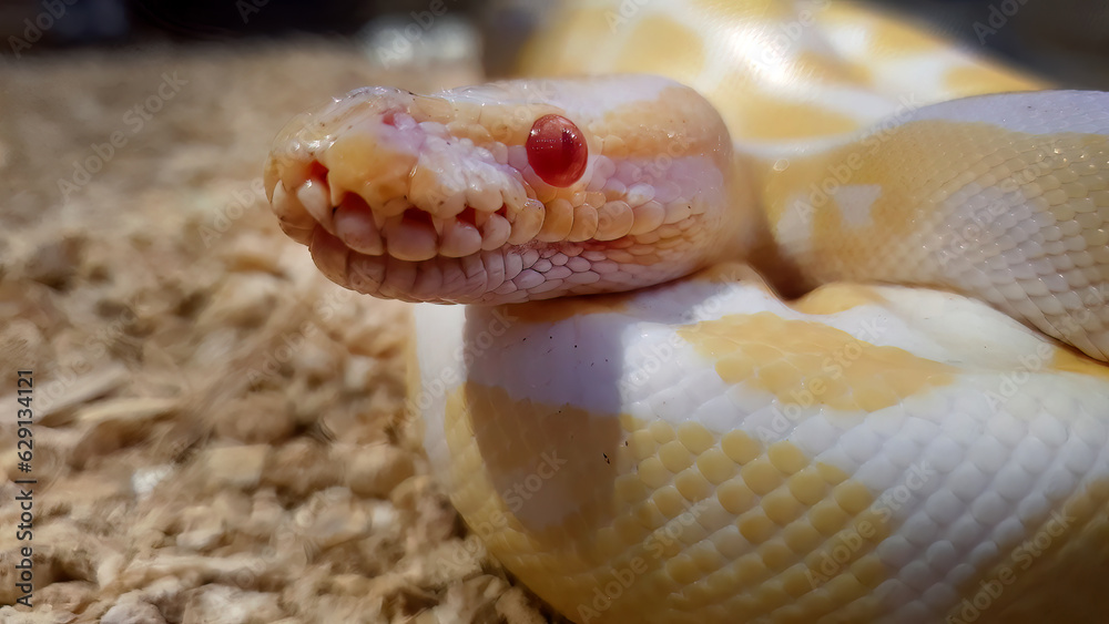 Close up An Albino Ball Python in yellow white color with stay still ...