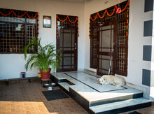 White Himalayan Guard Dog Rests On Front Porch In An Indian Household.