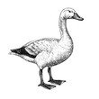 White goose isolated on white background. Domestic poultry, black and white ink illustration, hand drawn  pen drawing in the style of engraving created with generative AI, transparent background