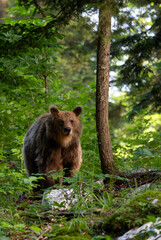 Wall Mural - Brown Bear - Ursus arctos large popular mammal from European forests and mountains, Slovenia, Europe.