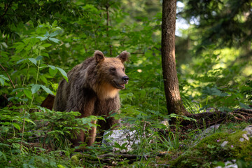 Wall Mural - Brown Bear - Ursus arctos large popular mammal from European forests and mountains, Slovenia, Europe.