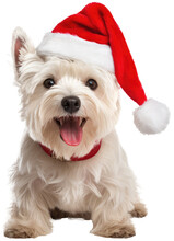 Sitting Highland Terrier Dog Wearing A Santa Hat For Christmas  Isolated On White Background As Transparent PNG