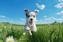 Dog Run And Jump On Grassy Lawn. Generative AI