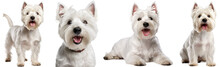 Collection Of White Highland Terrier (portrait, Sitting, Standing, Lying), Dog Bundle Isolated On White Background As Transparent PNG