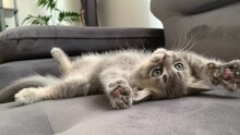 Sweety British Shorthair Cat Plays