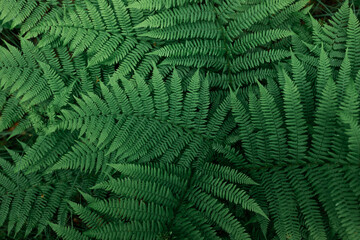 Wall Mural - Beautiful ferns leaves green foliage natural floral fern background.Perfect natural fern pattern.