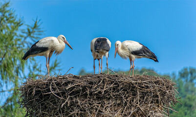 Wall Mural - storks in the nest