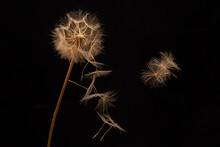 Dandelion Seeds Fly From A Flower On A Dark Background. Botany And Bloom Growth Propagation