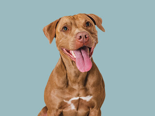 Wall Mural - Cute brown dog that smiles. Isolated background. Close-up, indoors. Studio photo. Day light. Concept of care, education, obedience training and raising pets