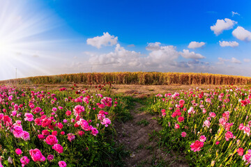 Poster - The lilac buttercups - ranunculus