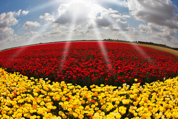 Sticker - Solar spring day in flowers buttercups