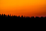 Fototapeta Konie - Sunset over a silhouette of trees