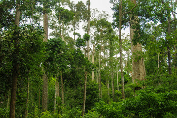 Wall Mural - Rainforest in the Rainforest Discovery Center in Sepilok, Borneo, Malaysia