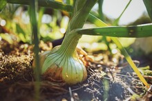 Yellow Onion Growing In Sustainable Organic Home Garden
