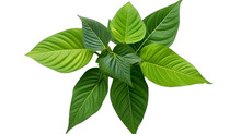  Fresh Green Leaves Of Thai Lemon Basil Or Hoary Basil Tropical Herb Plant Isolated On Transparent Background, Generative Ai

