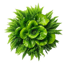  Top View Of Trocadero Lettuce On Transparent Background, Generative Ai

