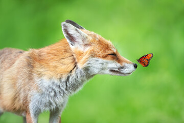Wall Mural - Red fox in a meadow with a butterfly sitting on a nose
