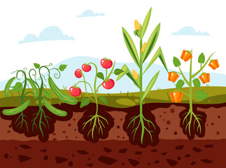 Garden plant root vegetable grow crop agriculture concept. Vector graphic design illustration