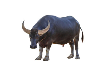 Fototapete - Buffalo village isolated on transparent background png file
