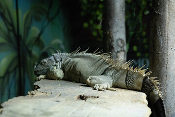 Wall Mural - iguana on a tree