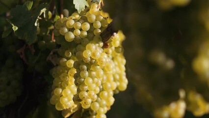 Sticker - Selective focus of a cluster of Pineau d'Aunis Grape with green leaves in the tree