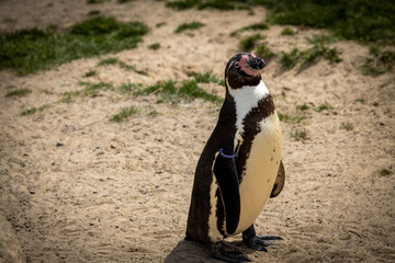 Wall Mural - penguin on the beach