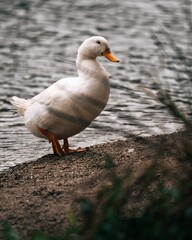 Canvas Print - Adorable American Pekin standing near the shoreline of a pond