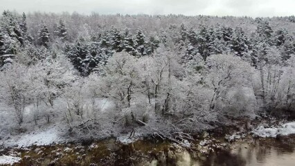 Canvas Print - Drone footage flyover snow forest trees alongside with a river under gray sky