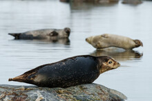 Seals Resting On Rocks In Svalbard