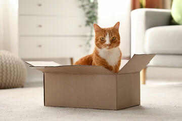 Sticker - Funny cat in cardboard box at home