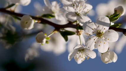 Canvas Print - Closeup of blossom cherry plum (Prunus cerasifera) flowers against blue sky, for wallpaper