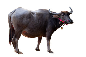 Full body standing of Thai Black Buffalo isolated on transparent bakcground, PNG File fomate