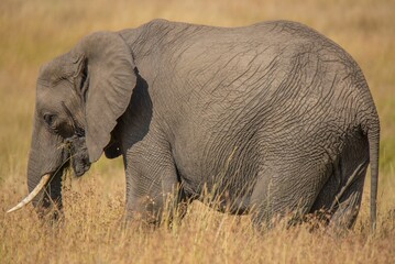 Wall Mural - An elephant grazing at the mara