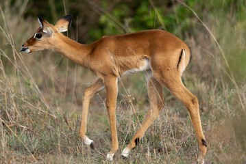 Sticker - A baby impala walking alone