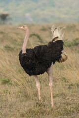 Poster - a male red necked ostrich