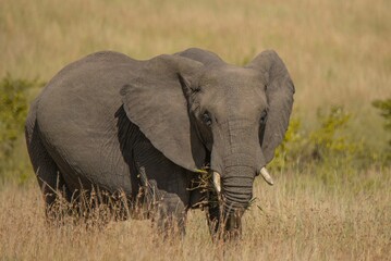 Canvas Print - An African elephant grazing