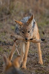 Canvas Print - The black-backed jackal, which is also known as the silver-backed jackal