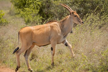 Poster - A common eland antelope