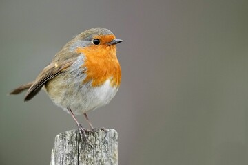 Wall Mural - Image of a robin in natural wildlife habitat with a shallow depth of field