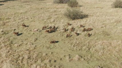 Sticker - Aerial of a herd of Black Wildebeests (Connochaetes gnou) resting and grazing in the field