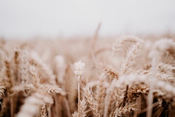 Canvas Print - Field of ripe wheat is illuminated in a sun-drenched landscape, perfect for wallpapers