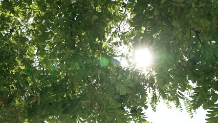 Canvas Print - Sun shines through tree leaves.