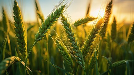 Green wheat field under golden sunlight in a close-up shot. Generative AI